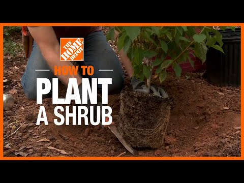 How to Plant Shrubs