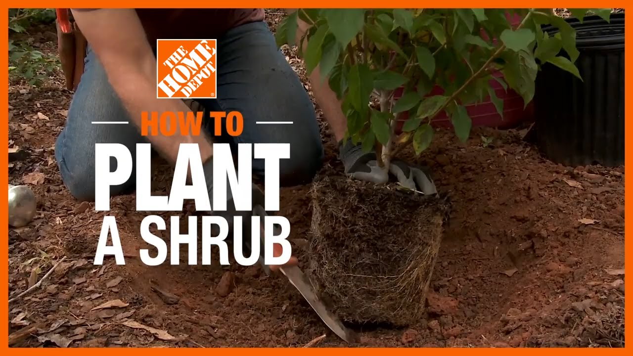 How to Plant Shrubs