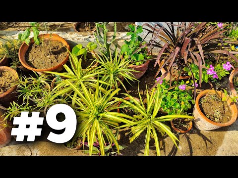 Garden Rebuild #9: My Garden's Progress and Plant Updates (Garden Overview)