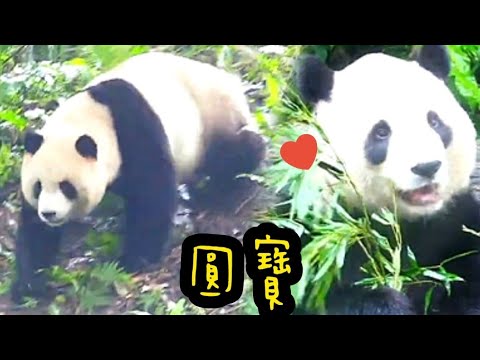 圓寶喜歡戶外上班，戶外吃飯遊玩超開心|熊貓貓熊The Giant Panda Yuan Yuan and Yuan Bao|台北市立動物園