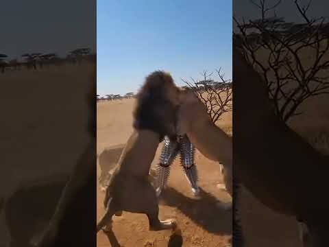 Fierce Lions vs the Spiked Man ๐ฑ๐ฆ (AI Safari Chaos)