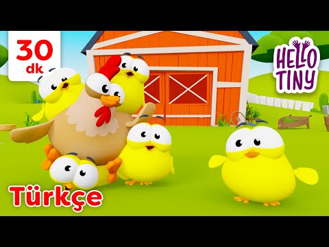 Beş Küçük Civciv 🐥 Bebekler için şarkılar | Hello Tiny Türkçe