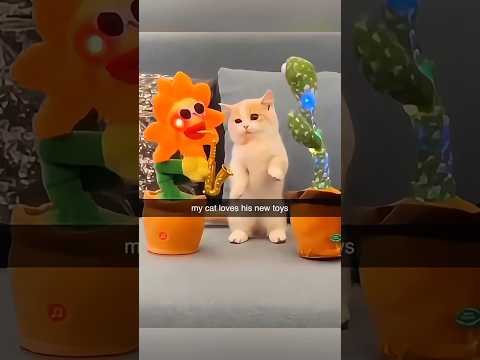 Cats favorite toys #haha #funny #funnyanimal #funnyvideo