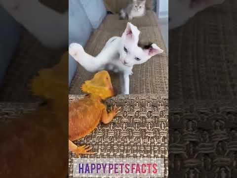 Lizard vs. Innocent cute cat. #shorts #cat #cute #dog #animals #pets
