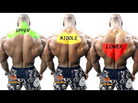 TRAPS WORKOUT- TOP 4 upper traps , lower traps , middle traps