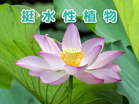 水生植物的分類 - YouTube(1:51)