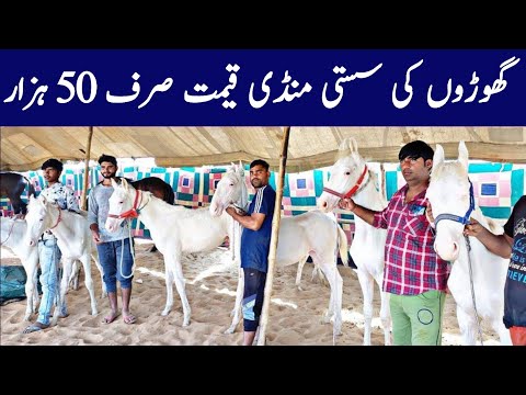 Tandlianwala Horse Mandi 2025 | Tandla Mandi | Horse Market In Punjab | Sasti Ghoda Mandi 2025