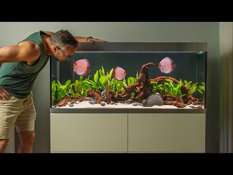 Making an Amazon Sword Aquascape for Discus Fish (4K)