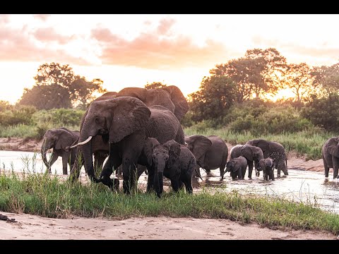 2024 Londolozi Year in Review