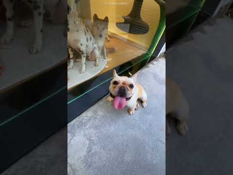 Naughy Owner Slept In Doghouse ๐โค๏ธ