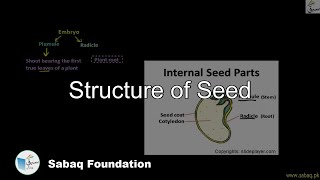 Structure of Seed
