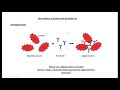 Phylogenetics and Molecular Evolution Concepts