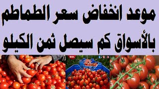 موعد انخفاض سعر الطماطم بالأسواق كم سيصل ثمن الكيلو