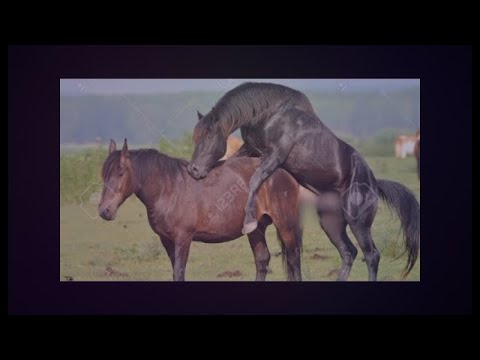 ¿Estás Cometiendo Este Error Fatal al Entrenar a Tu Caballo