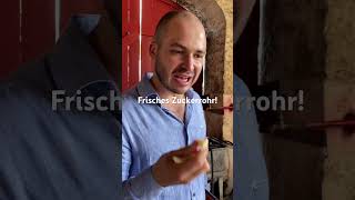 Frisches Zuckerrohr! Bester Snack, gerne jederzeit!