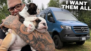 Took Cruz To Meet His Mommy!!! English Bulldog Puppies. Oh OOHH?