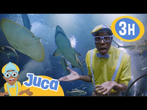 Juca explora o fundo do mar em um aquário 🦈| HORA DO JUCA BRASIL! | Vídeos Educativos para Crianças