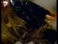Grasshopper Mice vs. Centipedes