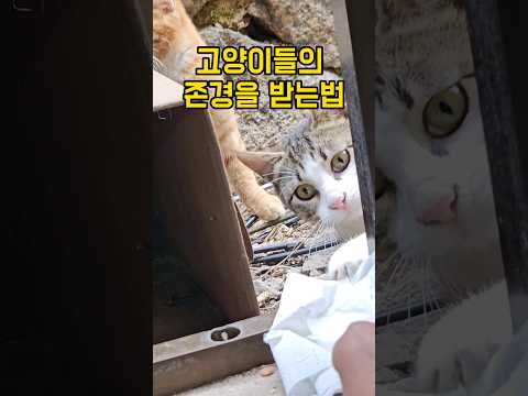 고양이에게 존경받는 법 [창 밖의 고양이]