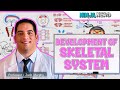 Exploring Skeletal System Development in Embryology