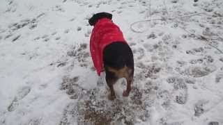 Snow Beagle
