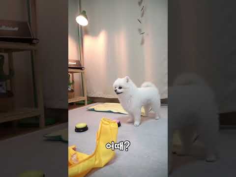 #shorts 강아지우비 딱좋아!