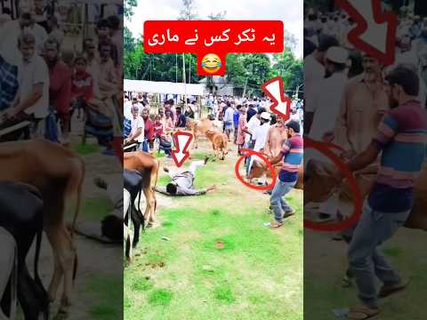 گائے نے ٹکر کس کو ماری 😂