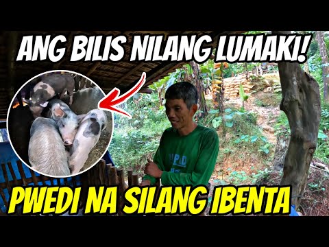 PART-37 || GRABE ANG BILIS NILANG LUMAKI! VAL SANTOS MATUBANG | KALINGAP RAB