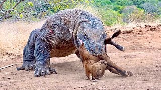 New Komodo Nyam-nyam and Swallows Goat Whole