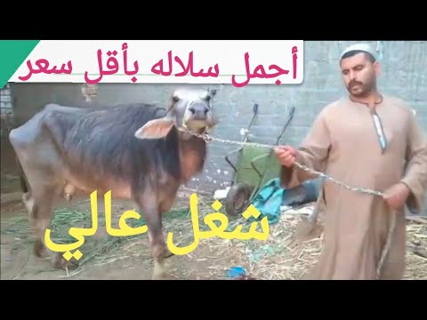 بيتحدي جميع تجار الجاموس في مصر شوف الدشناوي جايب ايه ١٦/ ٦/ ٢٠٢٥م