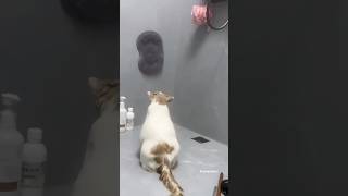 SEDIH!! Kucing ini menyendiri 🥲 #budiitakimo #cat #kucinglucu