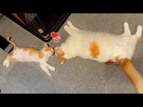 出会って1週間で本物の親子のような関係になった子猫と兄猫