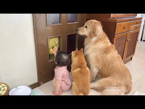大切なものを失い悲しみに暮れるゴールデンレトリバーと励まそうとする1歳児