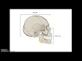 Axial Skeleton and Cranial Bones