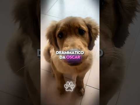 Le 3 Razze di Cani Che Recitano Meglio di un Attore! 🎭😂 | L’ULTIMA È DA OSCAR!