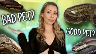Watch This BEFORE Getting A Ball Python!