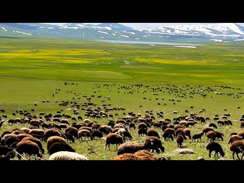 GECE KURT SÜRÜYE GELDİ--TARİHİ ÇEŞME,SİNEK YAYLALARINA SON BAKIŞ(13.gün)