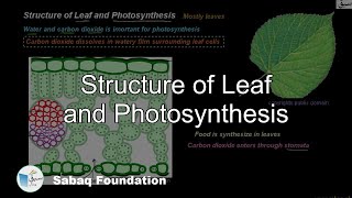 Structure of Leaf and Photosynthesis