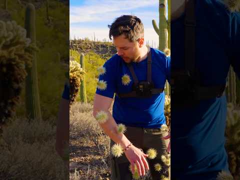 Cactus Crash! (Removing jumping cholla)