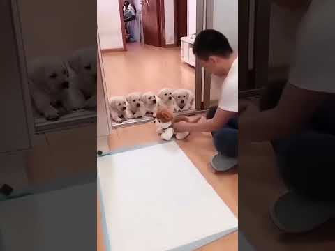 GENIO o VILLANO?  👼 😈 #perros #animales #increible #increíble #taocan