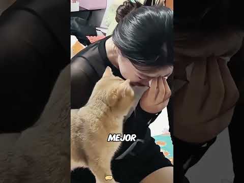 Por eso nunca debes llorar delante de un gato. #cat #shorts