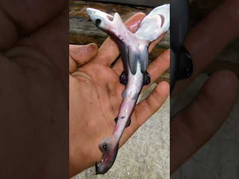 TIBURÓN DE 2 CABEZAS, BICÉFALOS #shorts #asombroso #parati