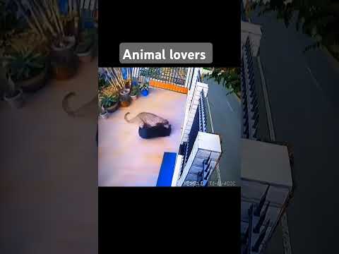 Animal lovers #fyp #fyp #fyp #fyp #animals #fyp #fyp #fyp #fyp #fyp