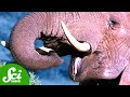 Elephants and Ecosystem Dynamics