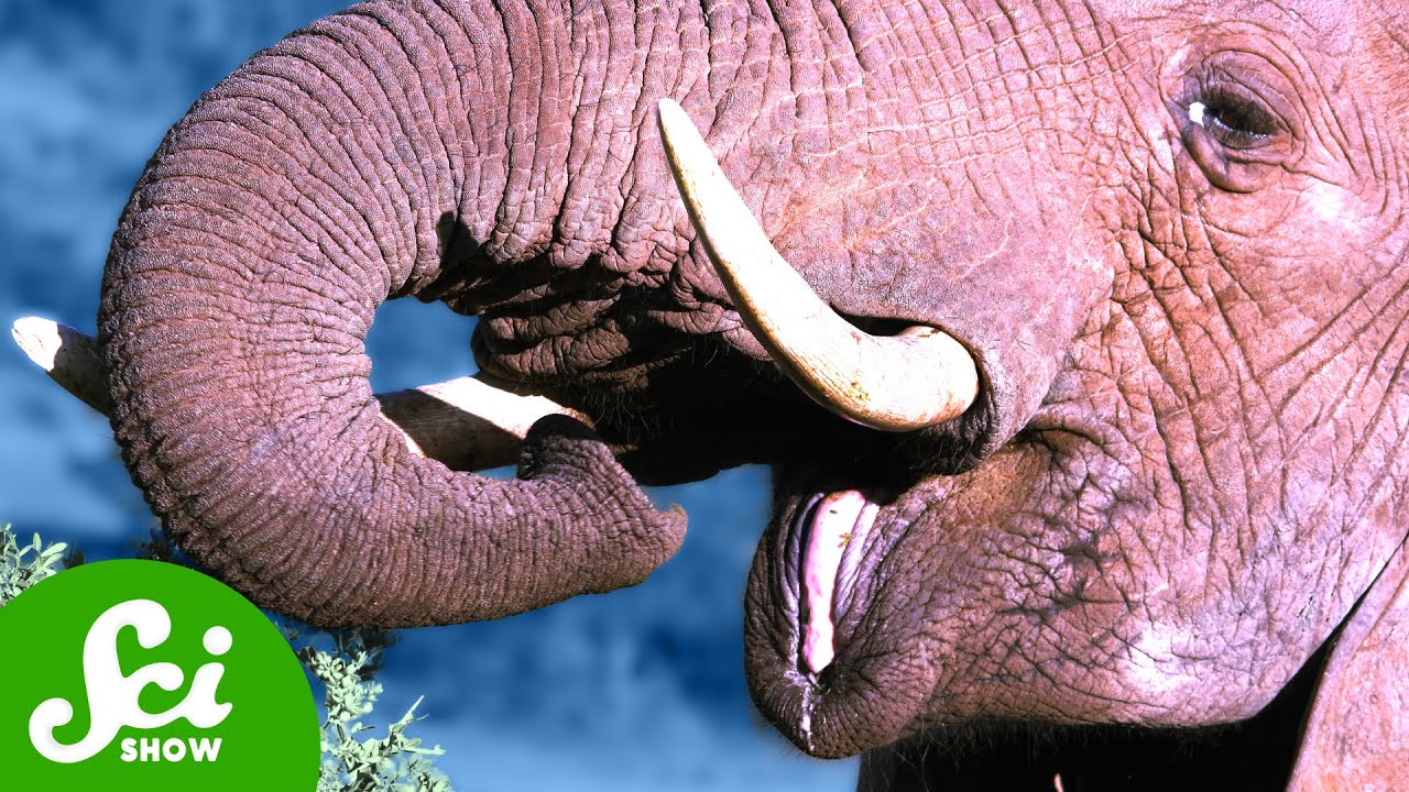 How Elephant Taste Buds Are Fighting Climate Change