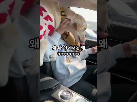 식탐이 많아 슬픈 리트리버 솔찬히(feat 행담도 휴게소 알감자편)