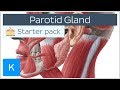 Parotid Gland Anatomy and Tumors