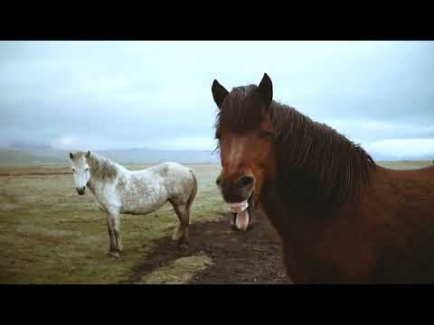 Horses Waltz Spanish