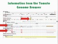 Sol Genomic Network Concepts