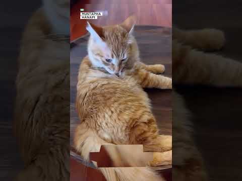 طريقة ذكية لإعطاء القط دواءه دون مقاومة